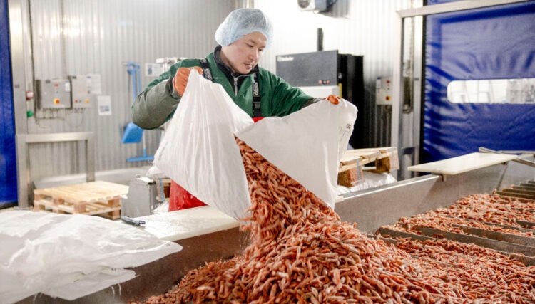 Imports American shrimp to keep production going