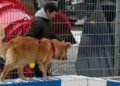 30 years with paw prints