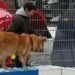 30 years with paw prints