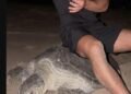 Visiting Oman’s Turtle Reserves: Essential rules every visitor must follow