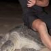 Visiting Oman’s Turtle Reserves: Essential rules every visitor must follow