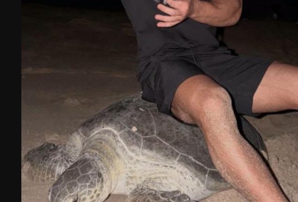 Visiting Oman’s Turtle Reserves: Essential rules every visitor must follow