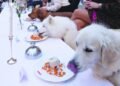 Furry Friends – Oman Observer