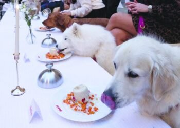 Furry Friends – Oman Observer