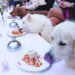 Furry Friends – Oman Observer