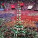 Human Tower – Oman Observer