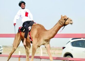 Second camel race concludes at Al Felaij, Al Bashayer