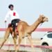 Second camel race concludes at Al Felaij, Al Bashayer