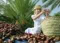 Oman to host 6th session of the International Dates Council