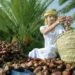 Oman to host 6th session of the International Dates Council