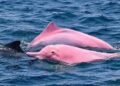Pink dolphin in Oman sparks curiosity as experts question second video
