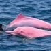 Pink dolphin in Oman sparks curiosity as experts question second video