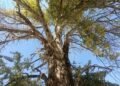 Turmush: Living Heritage: How one tree became a symbol of an entire village