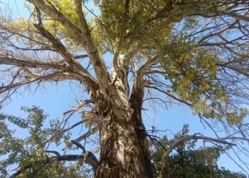 Turmush: Living Heritage: How one tree became a symbol of an entire village