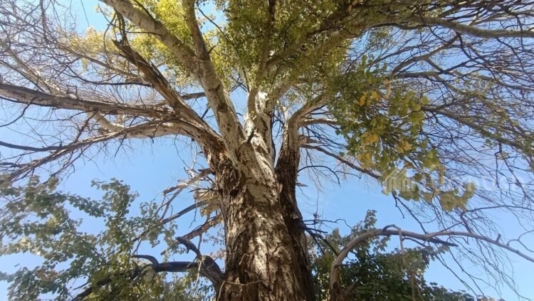 Turmush: Living Heritage: How one tree became a symbol of an entire village