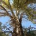 Turmush: Living Heritage: How one tree became a symbol of an entire village