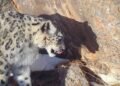 Turmush: In Suusamyr, a snow leopard dragged away a foal. Video