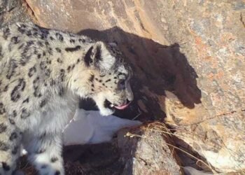 Turmush: In Suusamyr, a snow leopard dragged away a foal. Video