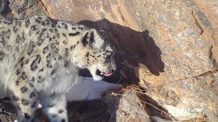 Turmush: In Suusamyr, a snow leopard dragged away a foal. Video