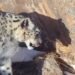 Turmush: In Suusamyr, a snow leopard dragged away a foal. Video