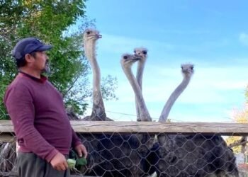 Life in the regions: Ostrich chuchuk in Naryn: Bolotbek Tynaev breeds African giants in 40-degree frost