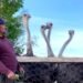Life in the regions: Ostrich chuchuk in Naryn: Bolotbek Tynaev breeds African giants in 40-degree frost