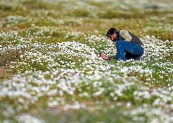 Earth’s driest desert is covered in wildflowers right now