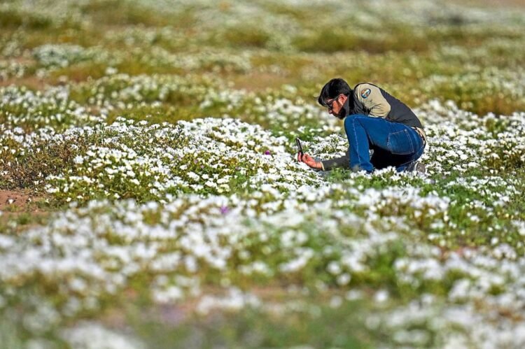 Earth’s driest desert is covered in wildflowers right now