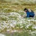 Earth’s driest desert is covered in wildflowers right now