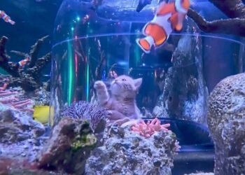 Orphaned kittens meet sharks and stingrays