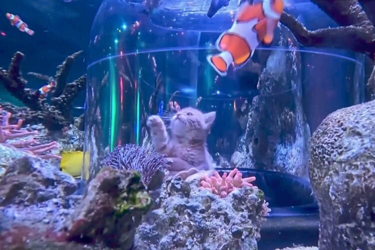 Orphaned kittens meet sharks and stingrays
