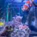 Orphaned kittens meet sharks and stingrays