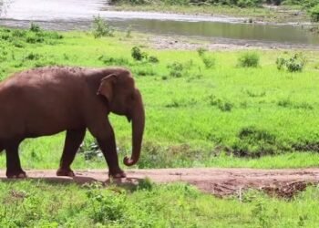 Rampaging elephant that killed seven people shot dead in Myanmar