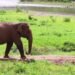 Rampaging elephant that killed seven people shot dead in Myanmar
