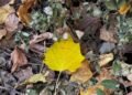 Storm warning: air temperature expected to drop on October 5-6