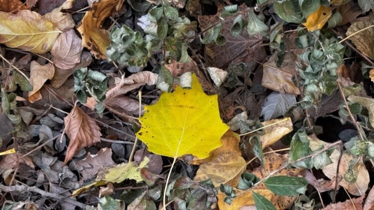 Storm warning: air temperature expected to drop on October 5-6
