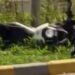 In Bishkek, a motorcyclist killed a 67-year-old woman