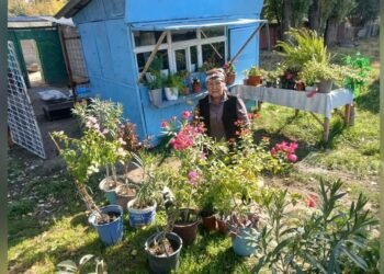 Life in the regions: In the city of Kaindy, farmer Danakan Muratova grows 100 varieties of indoor flowers, such as aphelandra and begonia