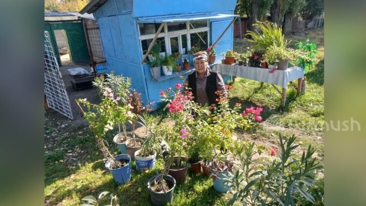 Life in the regions: In the city of Kaindy, farmer Danakan Muratova grows 100 varieties of indoor flowers, such as aphelandra and begonia