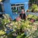 Life in the regions: In the city of Kaindy, farmer Danakan Muratova grows 100 varieties of indoor flowers, such as aphelandra and begonia