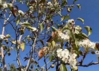 Residents of Tokmok noticed the re-blooming of fruit trees and lilacs in the fall