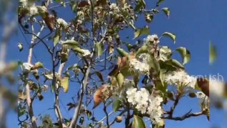 Residents of Tokmok noticed the re-blooming of fruit trees and lilacs in the fall