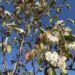 Residents of Tokmok noticed the re-blooming of fruit trees and lilacs in the fall