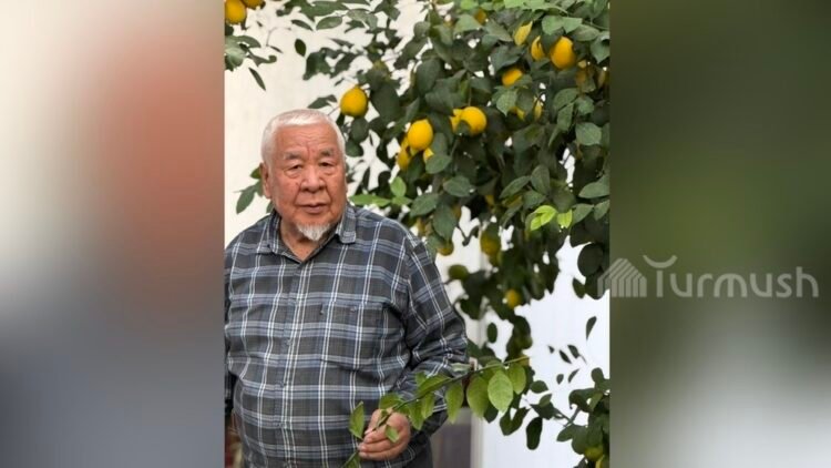 Life in the regions: Gardener from Batken Sultanmurat Latipov has been growing lemons in a greenhouse in the courtyard for 8 years