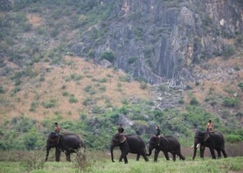 Tourists Flock to Wahnet Elephant Camp