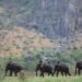 Tourists Flock to Wahnet Elephant Camp