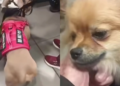Authorities speak out after change in case of abandoned dogs at El Dorado Airport in Bogotá: inspection will decide who will have custody of them