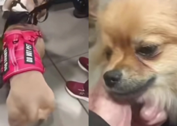 Authorities speak out after change in case of abandoned dogs at El Dorado Airport in Bogotá: inspection will decide who will have custody of them