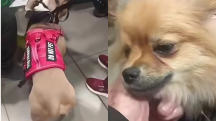 Authorities speak out after change in case of abandoned dogs at El Dorado Airport in Bogotá: inspection will decide who will have custody of them