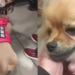 Authorities speak out after change in case of abandoned dogs at El Dorado Airport in Bogotá: inspection will decide who will have custody of them